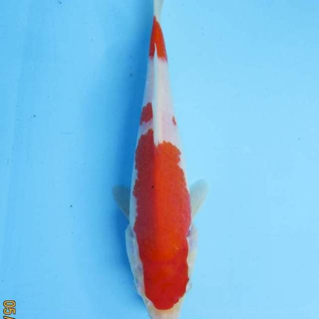 Kohaku