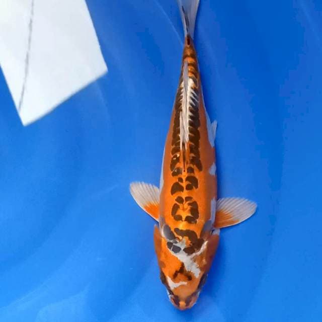 Kikokuryu HQ 31cm