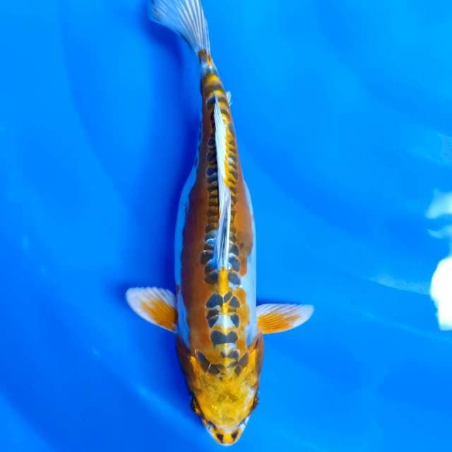 Kiko FM 31cm