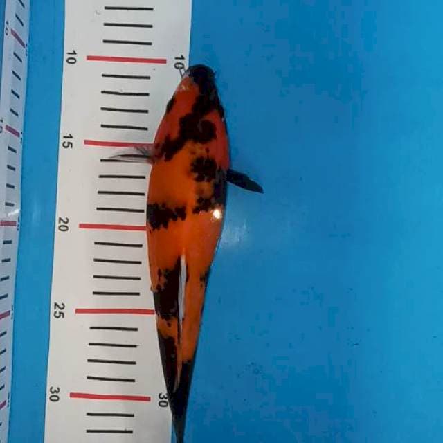 Hi Showa 24cm