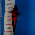 Hi Showa 24cm