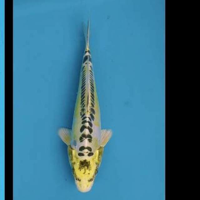 Kiko 24cm