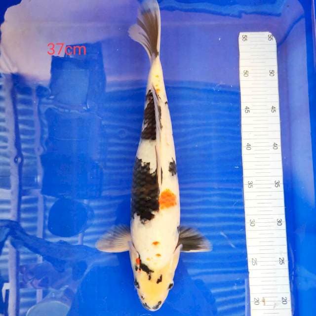 Showa tategoi 37cm 