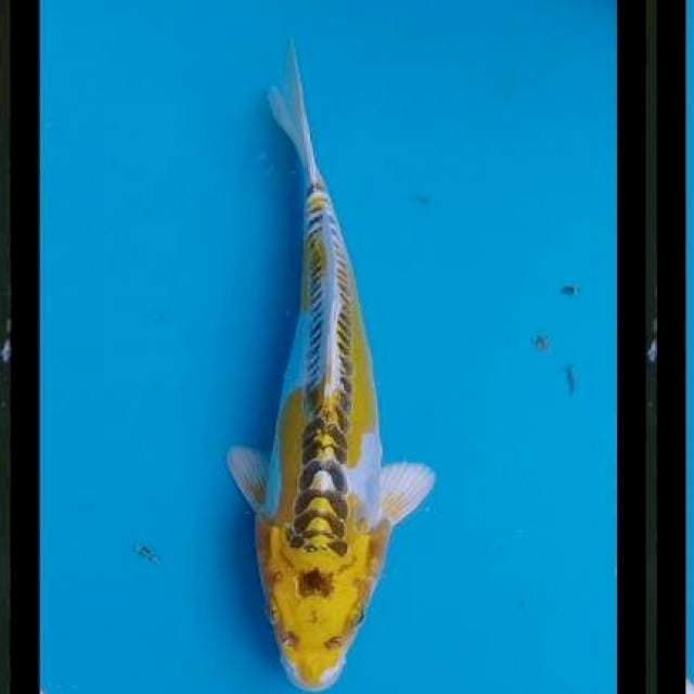 Kojaku doid 23cm