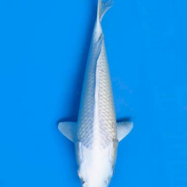 Purachina 27cm