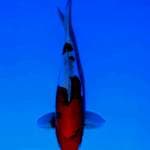 Show doitsu okawa female 40BU