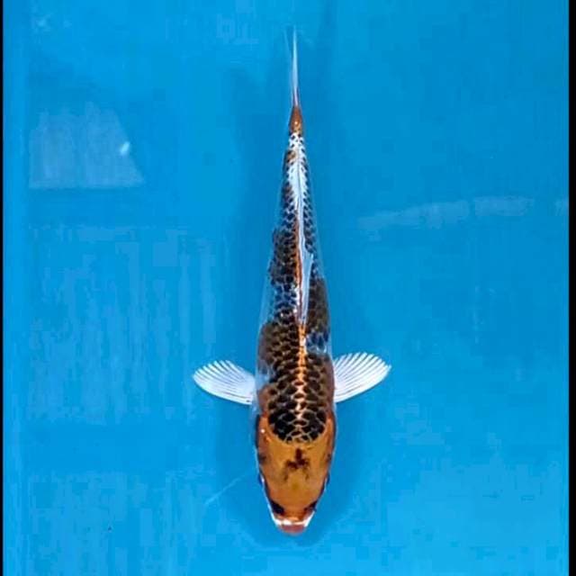 Kujaku, 17 cm
