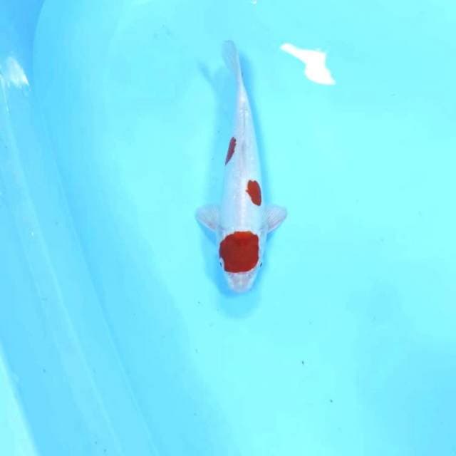 Ceplok 3