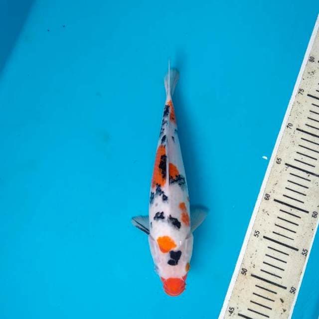 Kindai Sanke 29cm