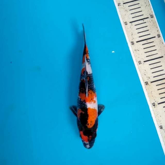 Showa Sanshoku 26cm