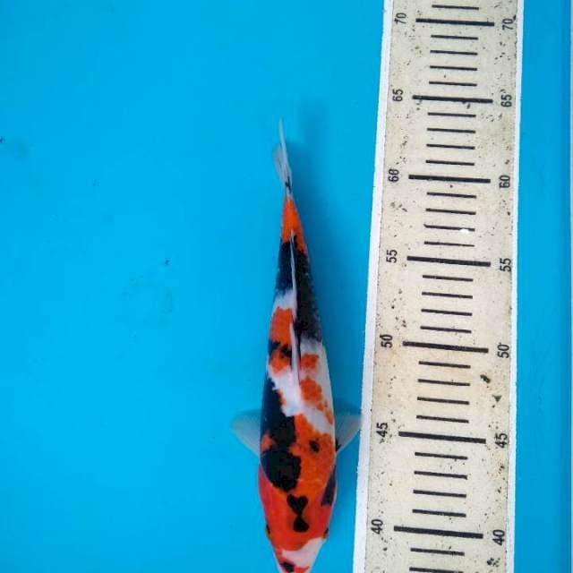 Showa Sanshoku Halus 25cm