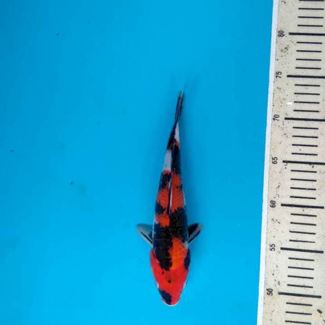 Showa Sanshoku Jreng 25cm
