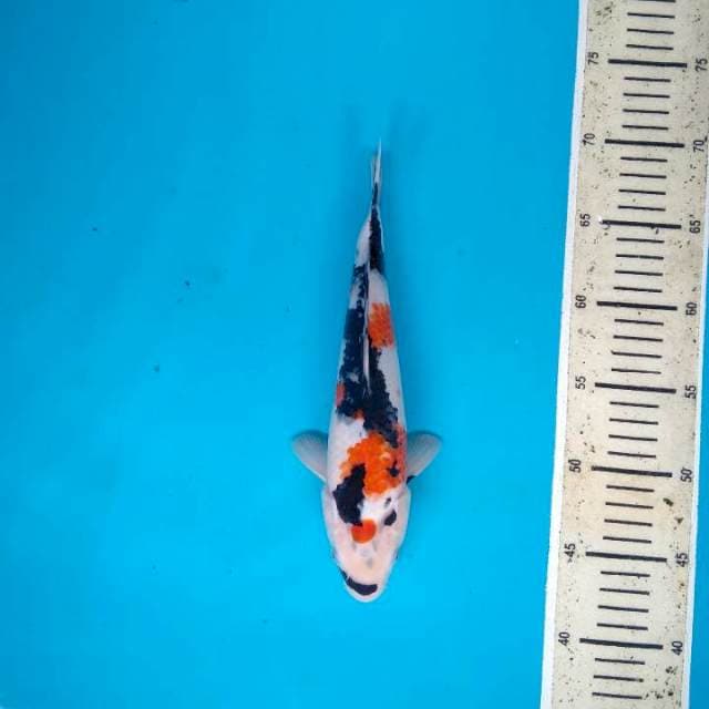Showa Sanshoku halus calon Indukan 27cm