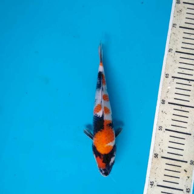 Showa Sanshoku 25cm