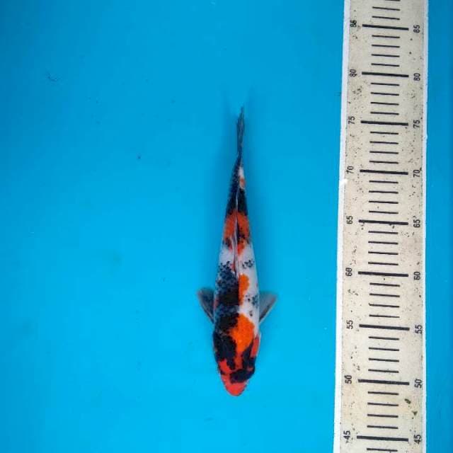 Showa Sanshoku 26cm