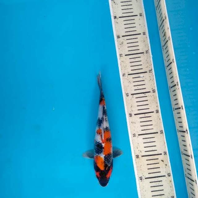 Showa Sanshoku 27cm