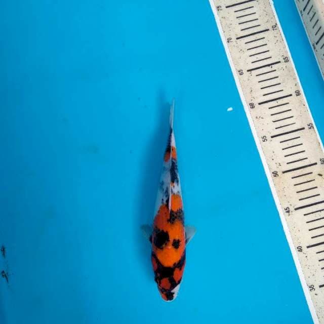 Showa Sanshoku 26cm