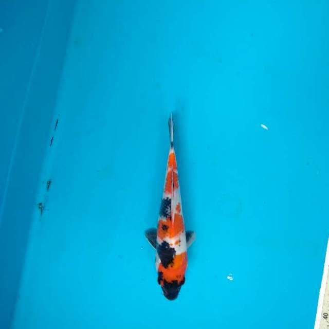 Showa Sanshoku 23cm