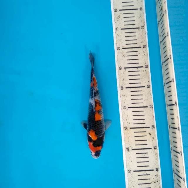 Maruten Showa Sanshoku 25cm