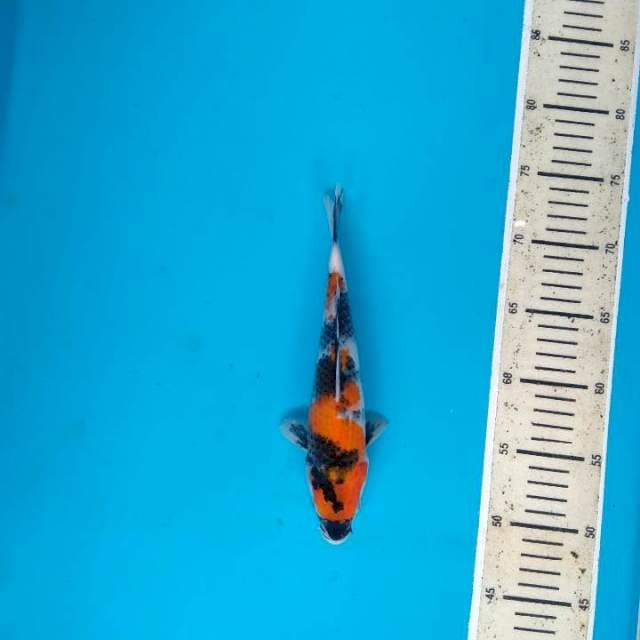Showa Sanshoku 25cm