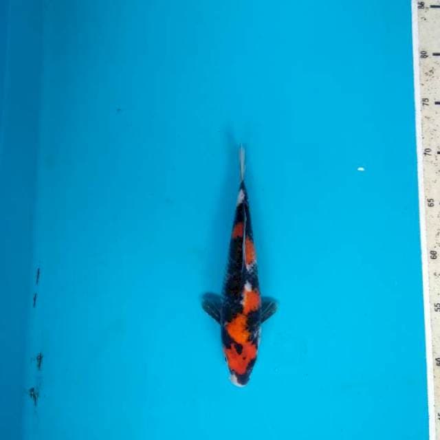 Showa Sanshoku 22cm