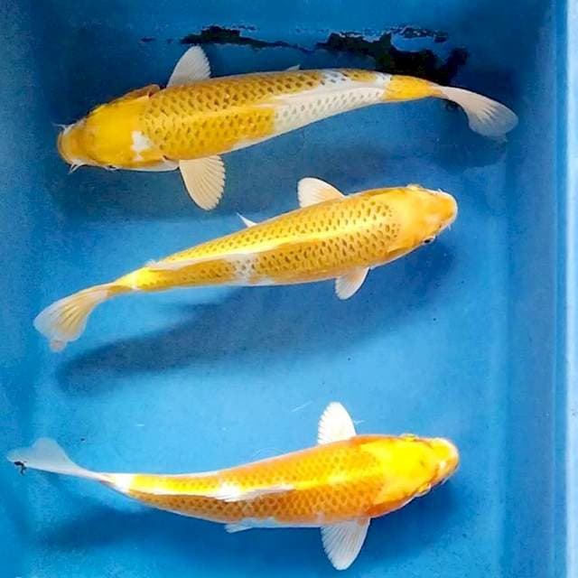 Hariwake 26-27cm