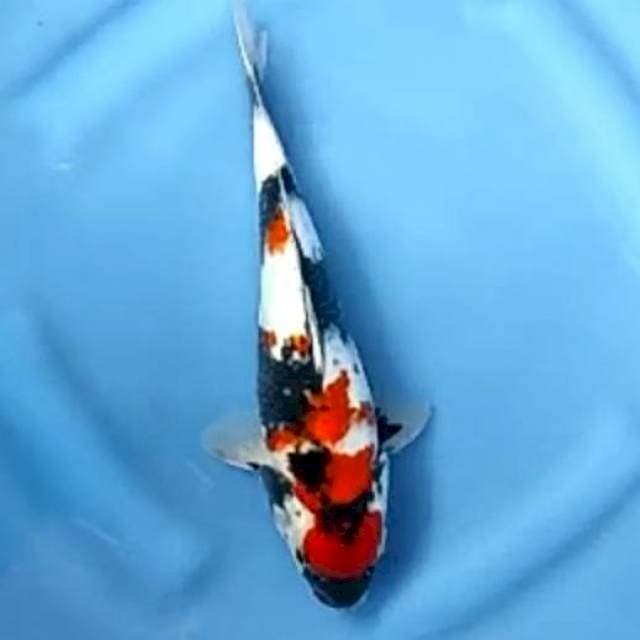 SHOWA # 26CM