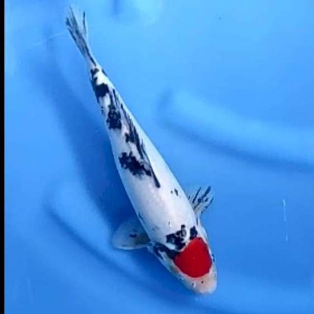 TANCHO SANKE # 27CM
