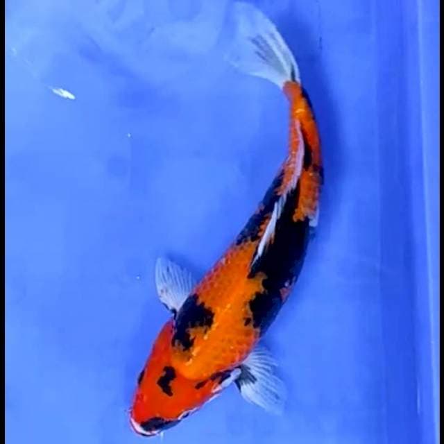 HI SHOWA # 35CM