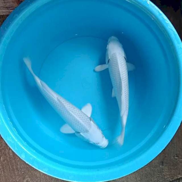 Snowhite 30-32cm