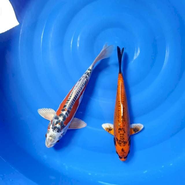 Kiko HQ 34 & 35cm