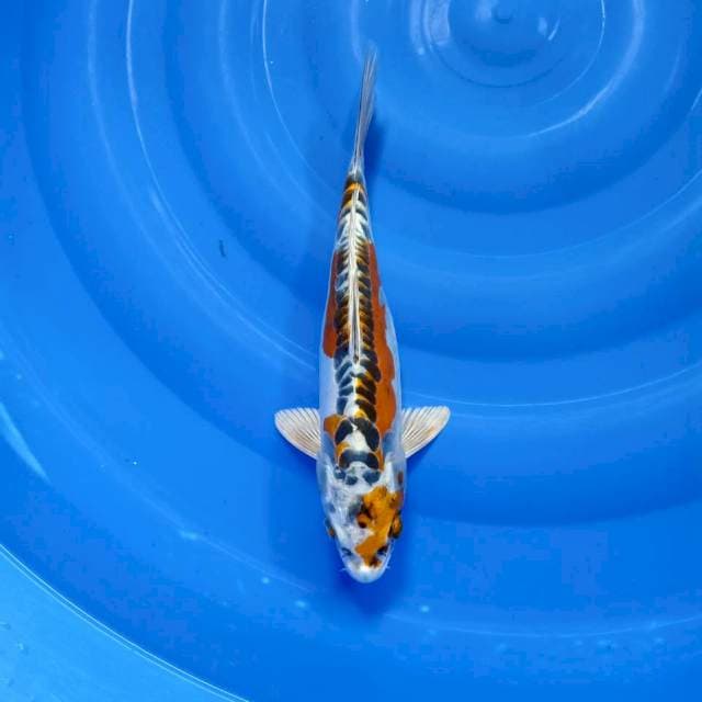Kikokuryu 32cm cakep