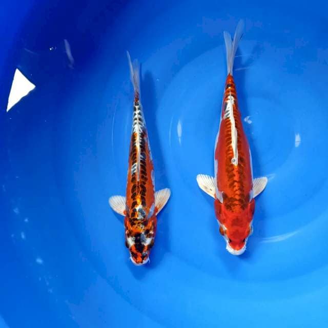 Kin kiko HQ 33 & 34cm