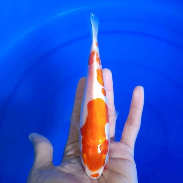 kuhaku / 19 cm 