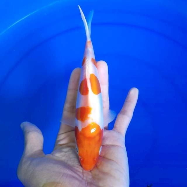 kuhaku doitsu / 18 cm