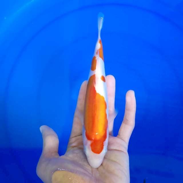 kuhaku doitsu / 21 cm 