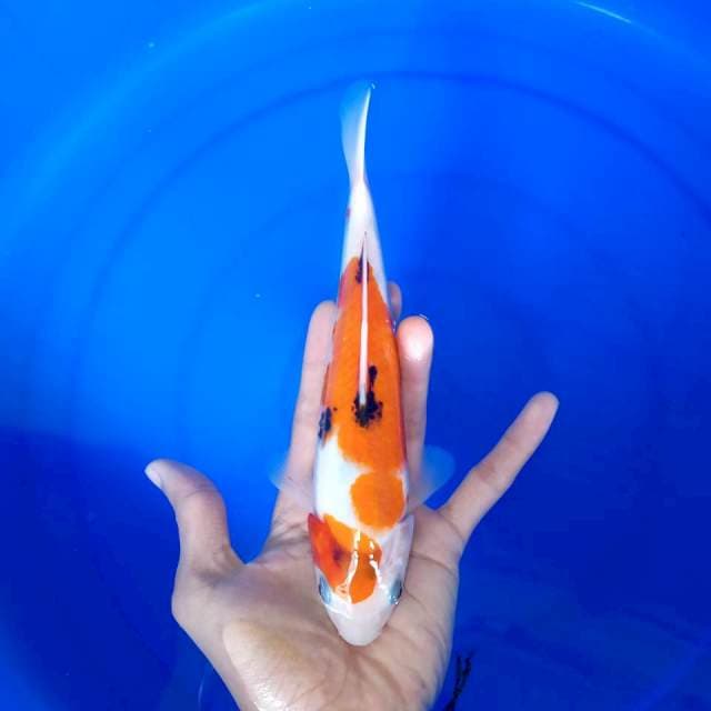 sanke doitsu / 23 cm