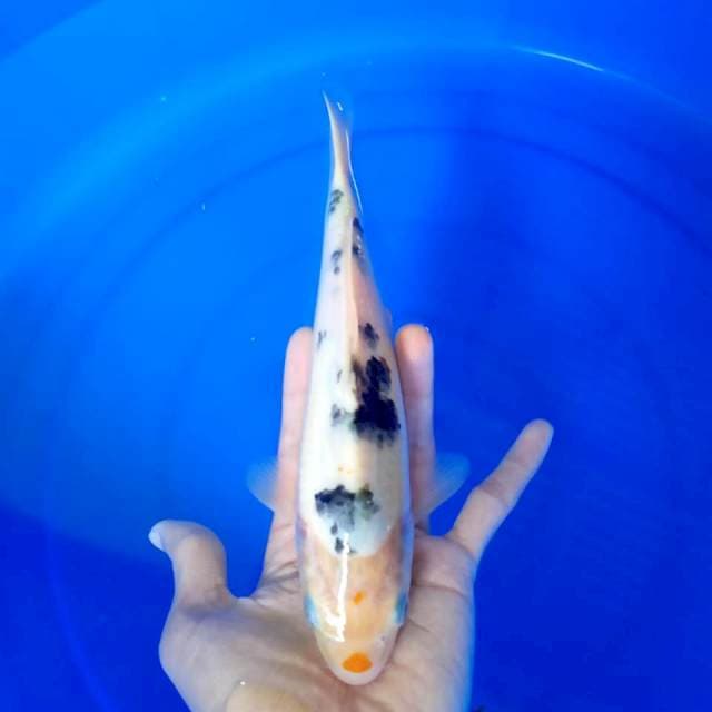 bekko / 24 cm