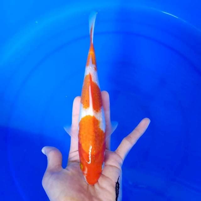 kuhaku / 25 cm