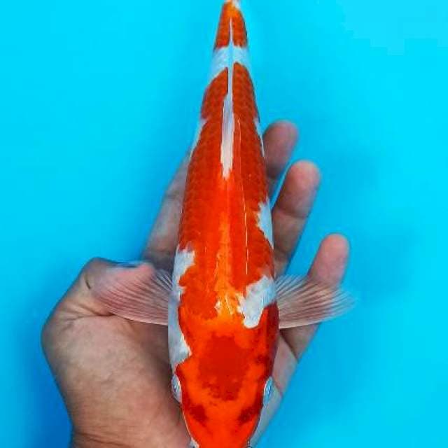 Kohaku inazuma sakura ogon 26cm