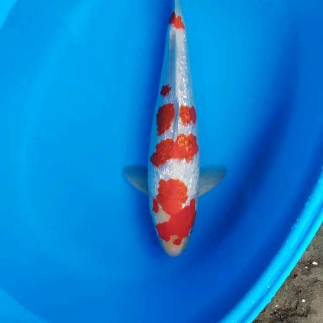 kohaku ginrin 38 cm