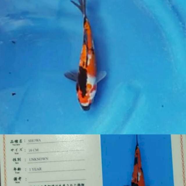 Showa Marusei Farm 20bu
