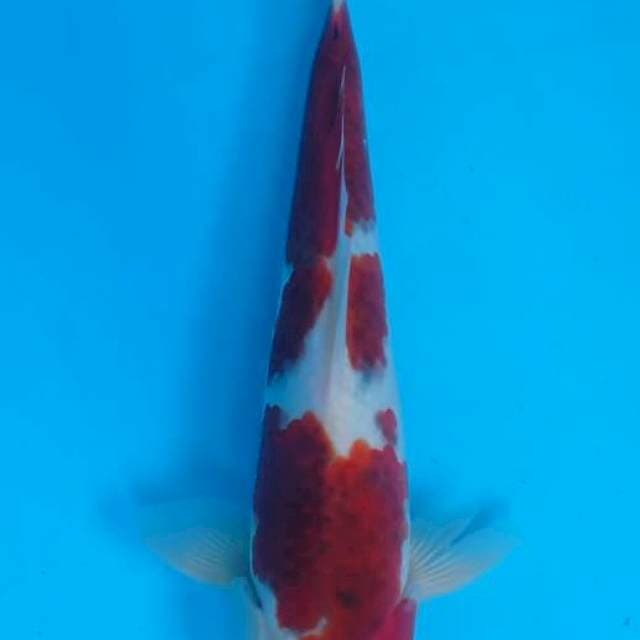 Ai koromo okawa Male 30cm