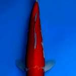 Kohaku okawa Male 40BU