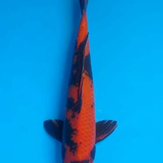 Hi utsuri Genjiro Male 35BU