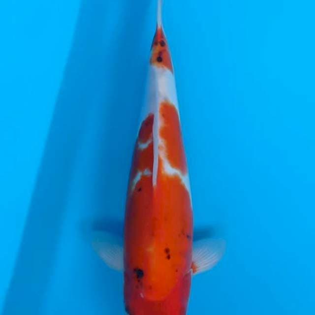 Showa doitsu Okawa Female 35BU