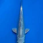Platinum ginrin ikarashi spesial for showa tosai 15cm