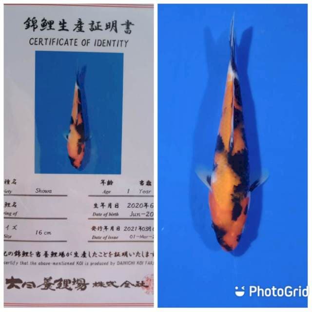 Showa tosai dainichi