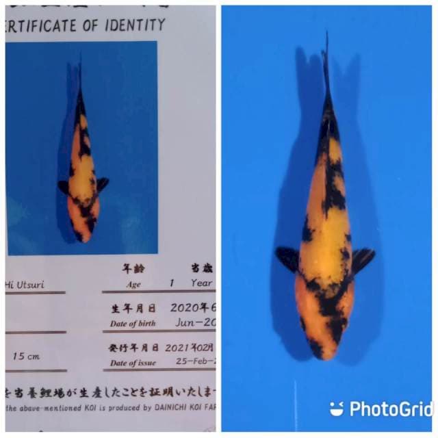 Hi utsuri tosai dainich