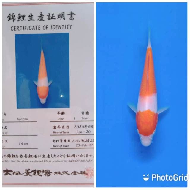 Kohaku tosai dainichi